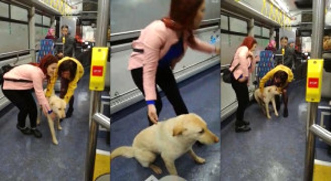 Yağmurdan Kaçan Köpek Belediye Otobüsüne Sığındı