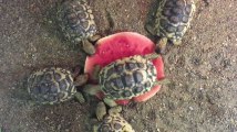 On a tous été un jour cette tortue qui ne veut pas partager sa pastèque
