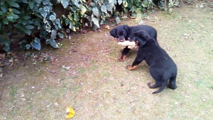 on se dispute les jouets 7 semaines