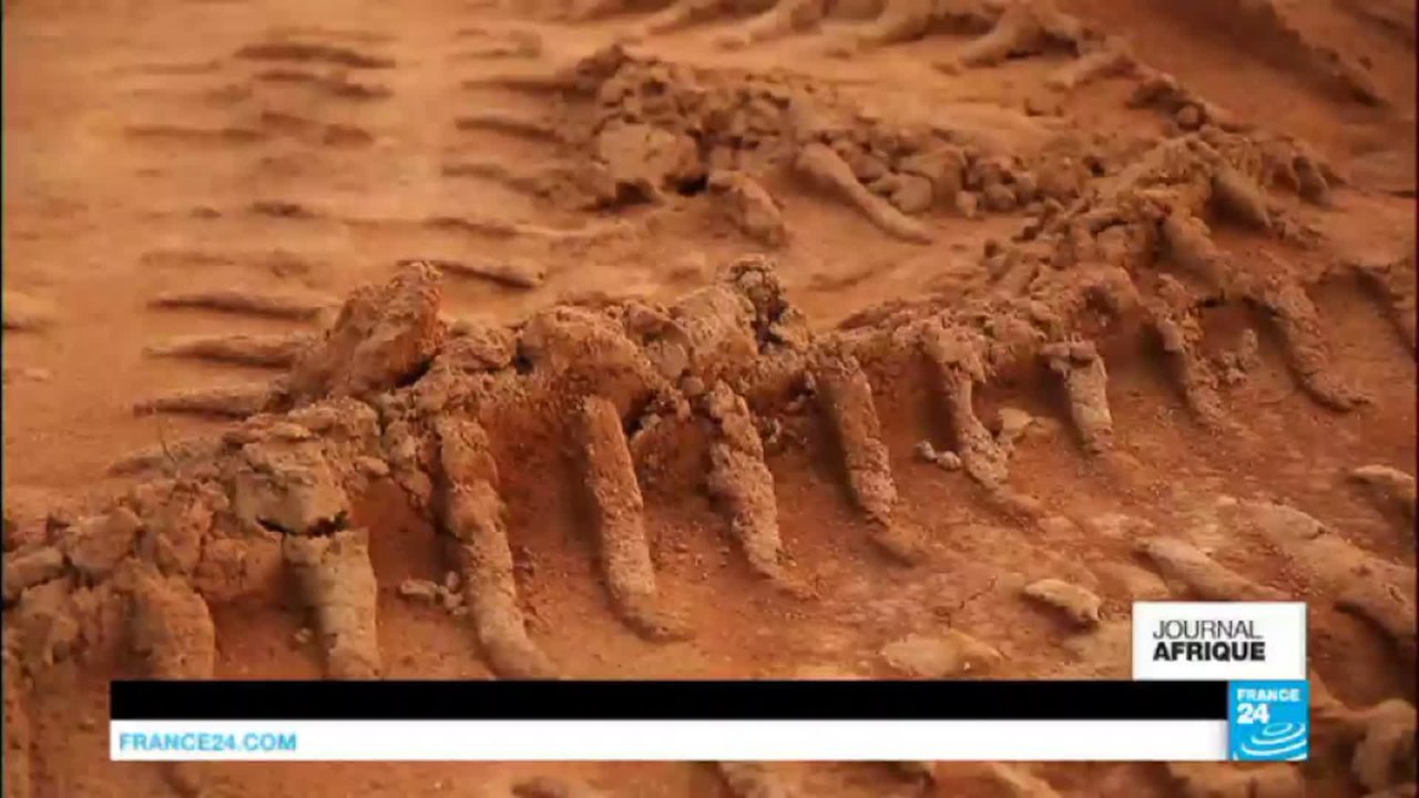 Nigeria : un projet de route dans l'Etat de Cross river menace la forêt