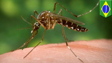 Could Yellow fever outbreak in Brazil be the next Zika?