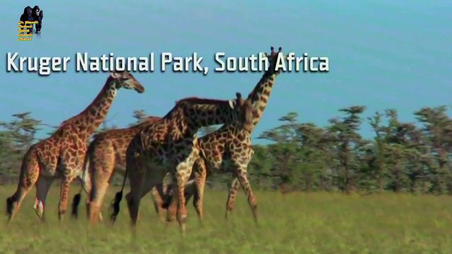 Incríveis Ataques de animais selvagens #906, Batalha de animais selvagens, Batalha animal, curiosidade animal, Animais