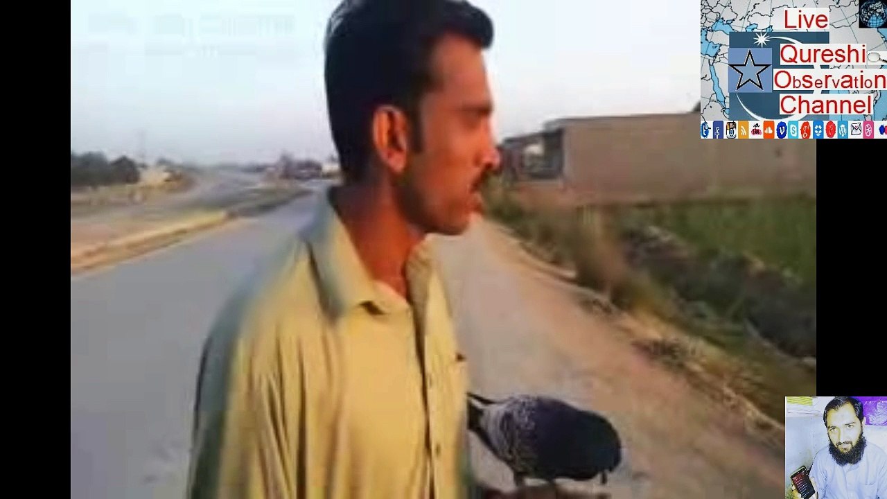 Teaching and owns Pigeon fly in love with the fastest motorcycle owner pigeons