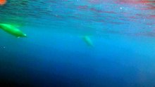Une grande discrète : une espèce très rare de baleine aperçue pour la première fois dans les océans