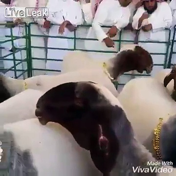 Goats in Gold