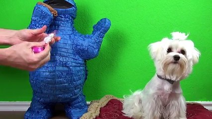 Giant PLAY DOH Egg Kinder Surprise Egg & Choco Treasure Surprise Toys Cookie Monster + Bli