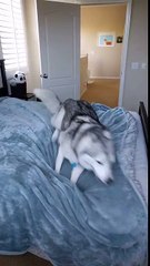 Hyper husky can't sit still for a second