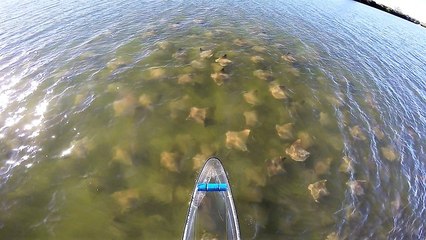 Incredible aerial view captures massive school of cownose rays