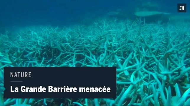 La Grande Barrière de corail connaît le « pire épisode de blanchissement jamais observé »