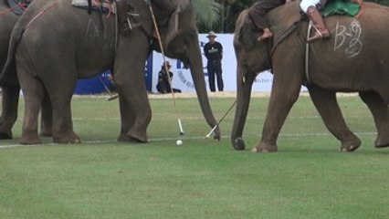 Polo a lomos de elefante, un deporte que pisa fuerte en Bangkok