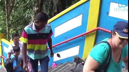 Amazing Wild Animal Attacks - Monkey Attacks People Craziest Animal Attack Girls 2016