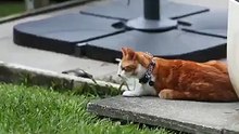 (1) Ce chat à deux pattes qui profite à fond de la vie malgré son handicap...