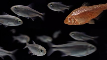 Poissons mexicains : un oeil sur l'évolution