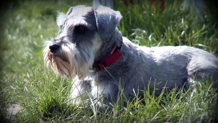 Halo Dogs London Dog Day Care