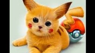 TOP 5 BEAUTIFUL AND CUTE CATS OF THE WORLD 2016