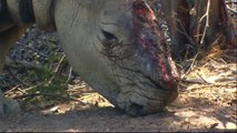 South Africa considers legalising rhino horn trade