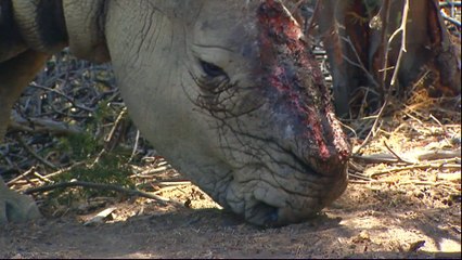 South Africa considers legalising rhino horn trade