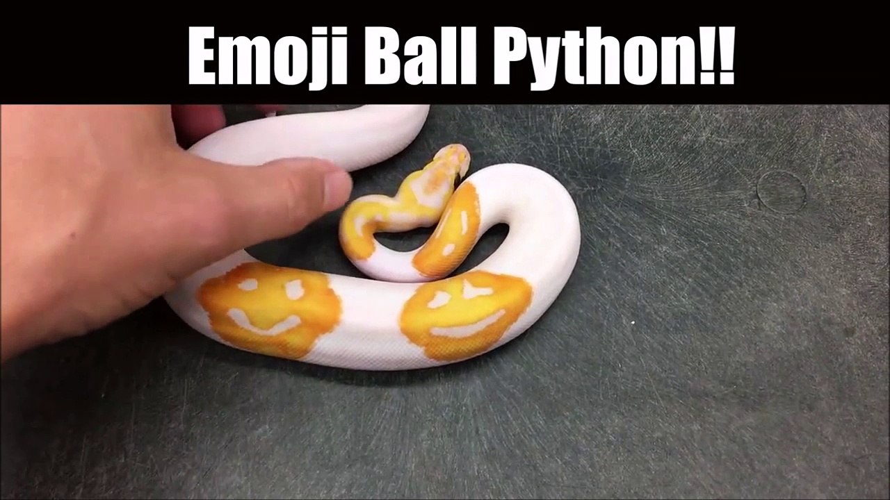 Ce python albinos a des taches en forme de smileys sur le corps !