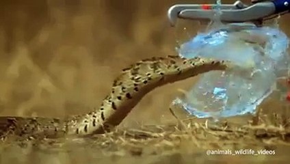 Animals Videos - Size Does Not Matter...♥_2