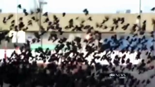 BIRDS VS AIRCRAFT - VIDEO COLLECTION 2016 - CRASH 1 PART