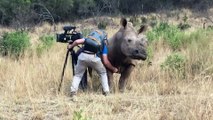 Quand un Rhino demande des caresses !
