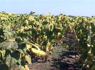 Počelo potpisivanje ugovora o razmeni, 10. mart 2017. (RTV Bor)