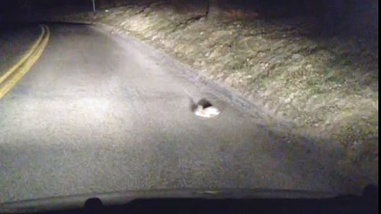 funny videos best funny crazy rabbit funny videos 2017