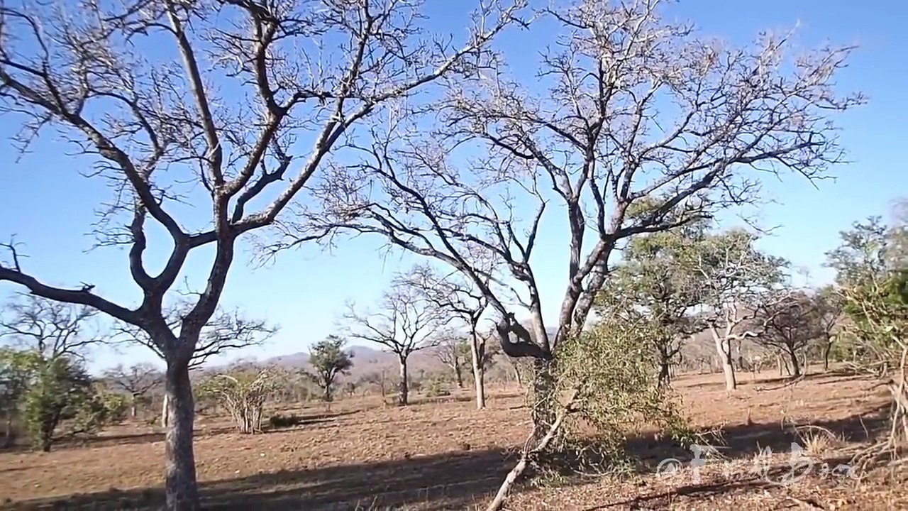 Leopard Hunts Monkey on the Tree. Leopard Perfect Predator Compilation.