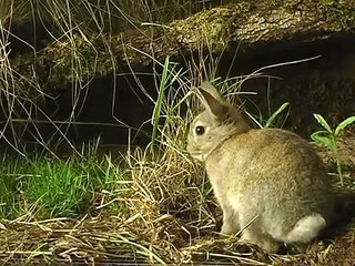 Stoat vs Rabbit - lion and tiger encounter