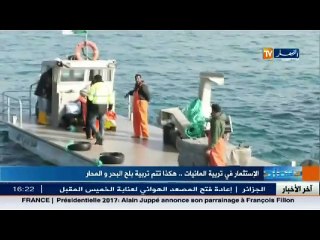 الإستثمار في تربية المائية ..هكذا تتم تربية بلح البحر و المحار