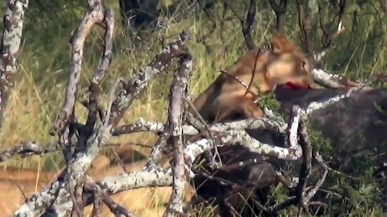 Epic Battle Dramatic Fight Lions vs Buffalo and Elephant - Tanzania