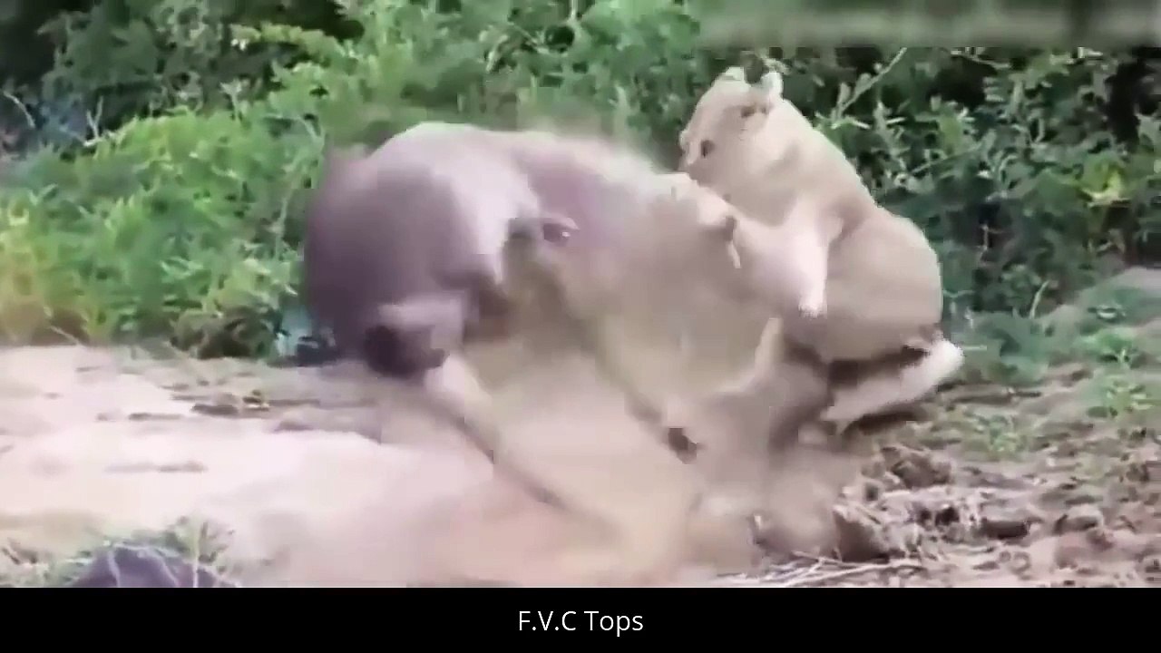 Amazing Predators Fight - Big Battle Animals - Lion vs Rhino vs Hyena vs Buffalo vs Giraffe