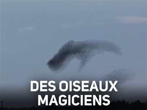 Ce ballet d'oiseaux a illuminé le ciel britannique