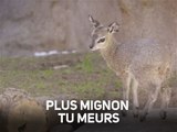 Ces créatures adorables annoncent le printemps !