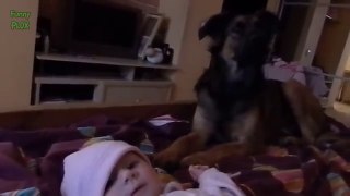 Funny Babies Riding Dogs Compil