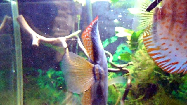 nage libre discus en communautaire