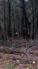 Two kangaroos caught fighting in the woods - their reaction is priceless!