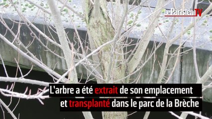 Oise :  sauvetage d’un peuplier noir