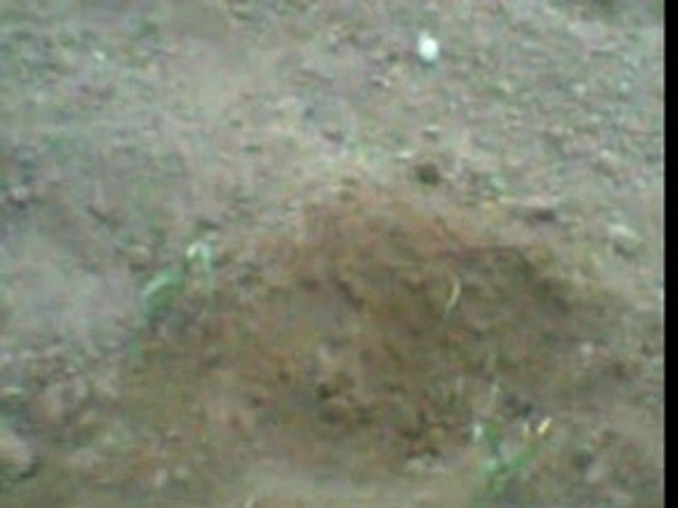 essai du mega patator