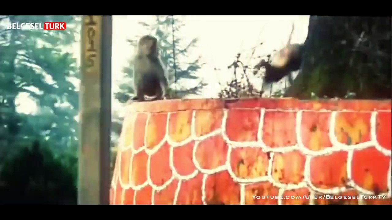 Çılgına Dönen Hayvanlar : Şok Ve Dehşet (Türkçe Belgesel)