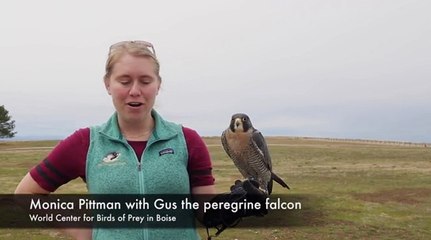 The Peregrine Fund, Intermountain Bird Observatory tackle conservation at home and across the world 12Mar17