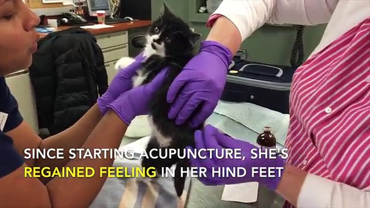 Ce chat paralysé depuis des mois, remarche pour la première fois !