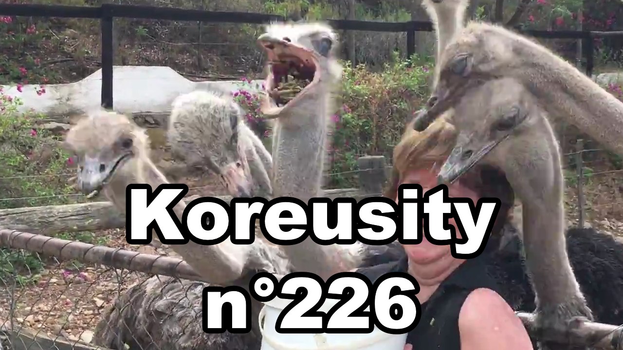 Koreusity n°226
