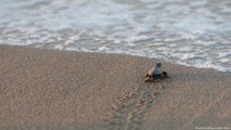 Caretta Carettaların yaşama şansı azalıyor