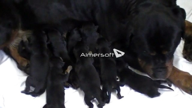 Chiots rottweilers de Flute Du Bon Limier & CH. Medal Of Honor Hades