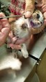 Vet Removes Huge Fly Larva from Kitten
