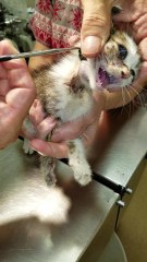 Vet Removes Huge Fly Larva from Kitten