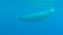 Elusive Whales Captured On Video For The First Time