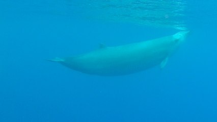 Elusive Whales Captured On Video For The First Time