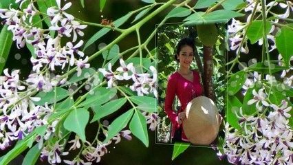 HOA TÍM NGÀY XƯA - Tiếng hát TÂM ĐOAN